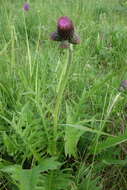 Image of Brook Thistle