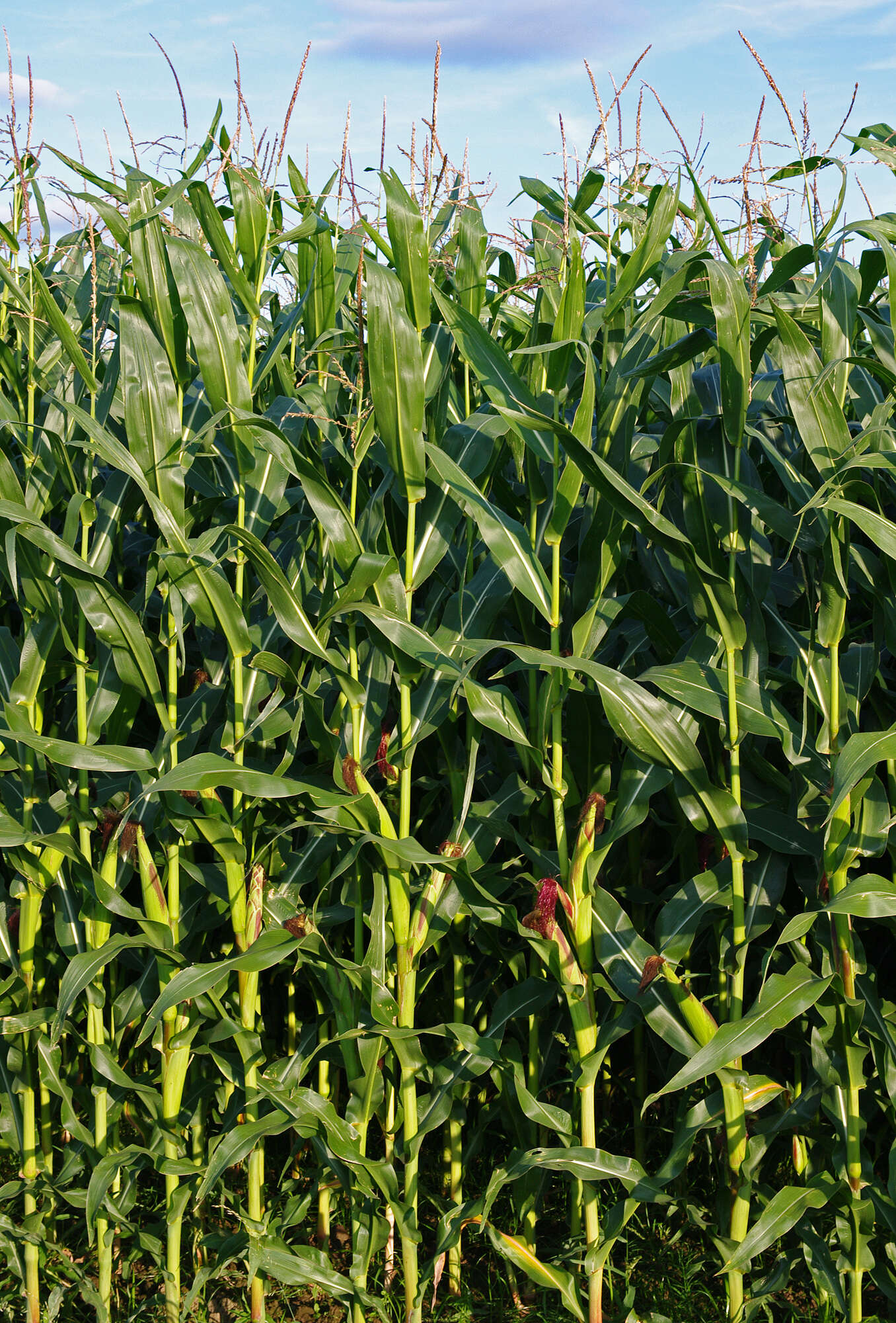 Image of corn