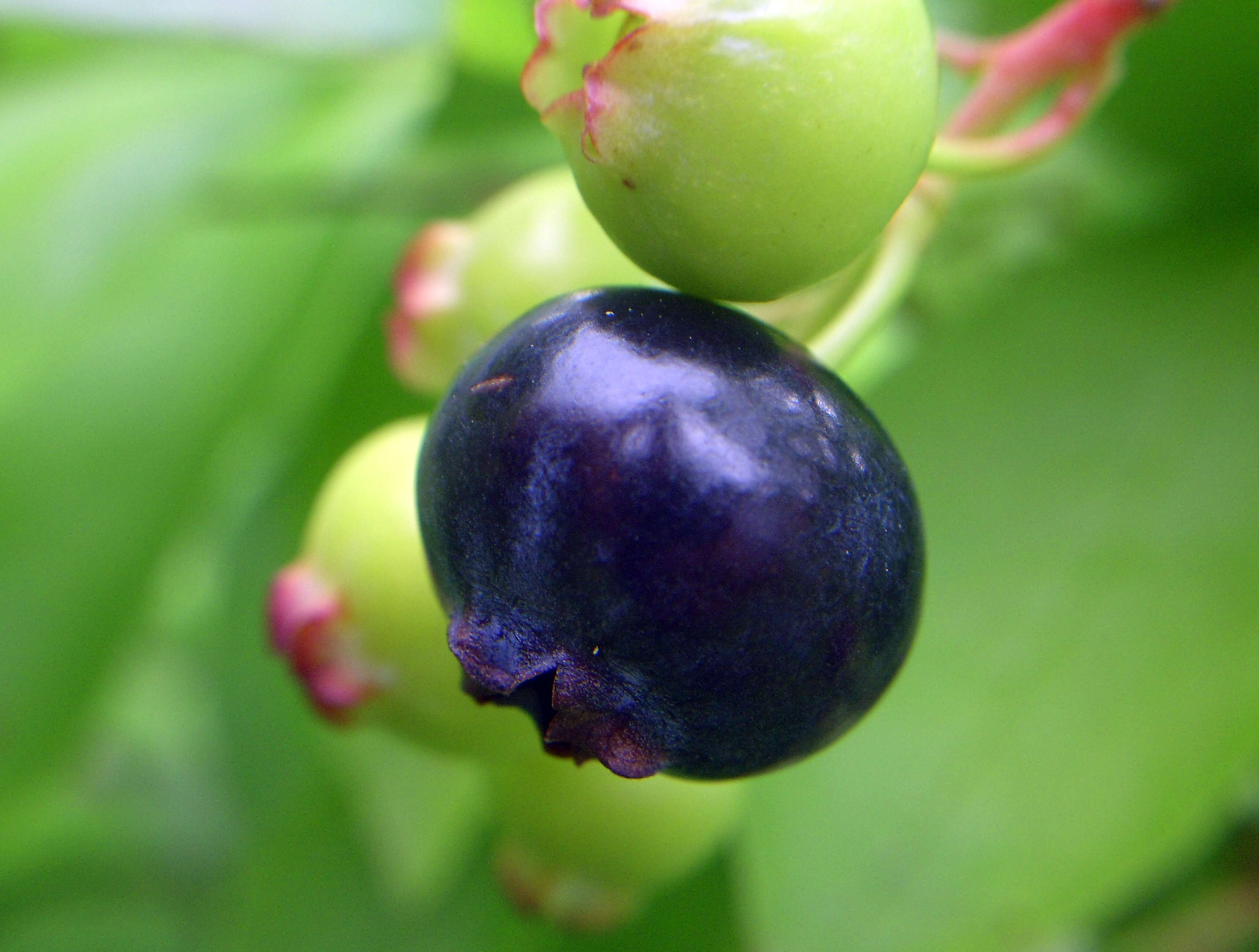 Image of Highbush blueberry