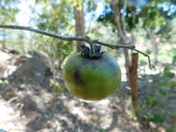 Image of Diospyros sonorae Standl.