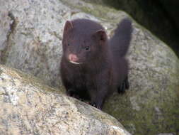 Image of American Mink