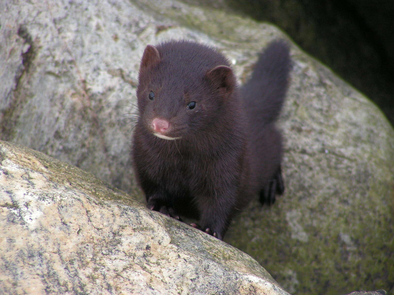 Image of American Mink