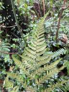 Image of Dryopteris polita Rosenst.