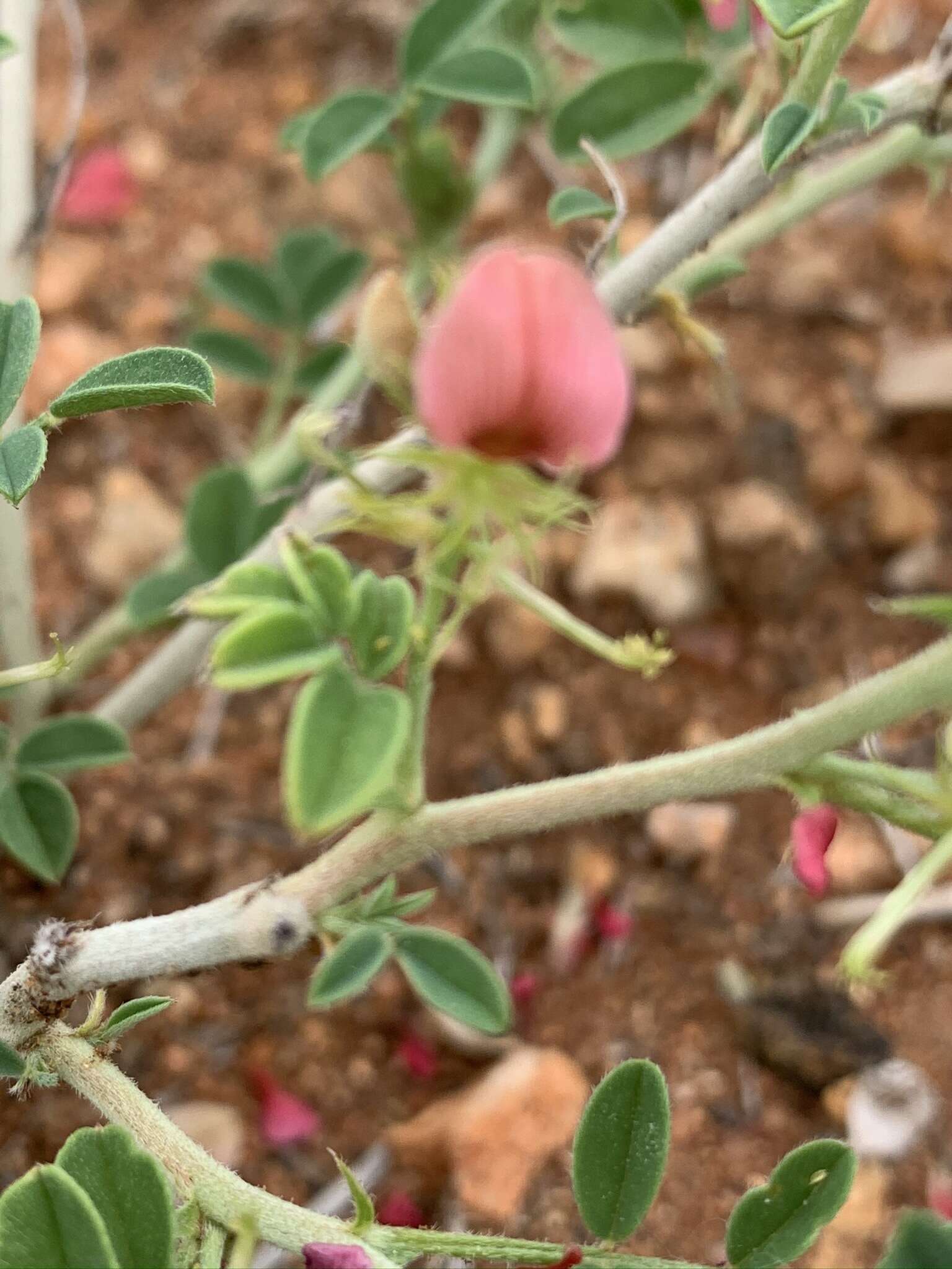 Слика од Indigofera ingrata N. E. Br.