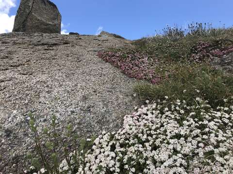 Image of Pimelea alpina F. Müll. ex Meissn.