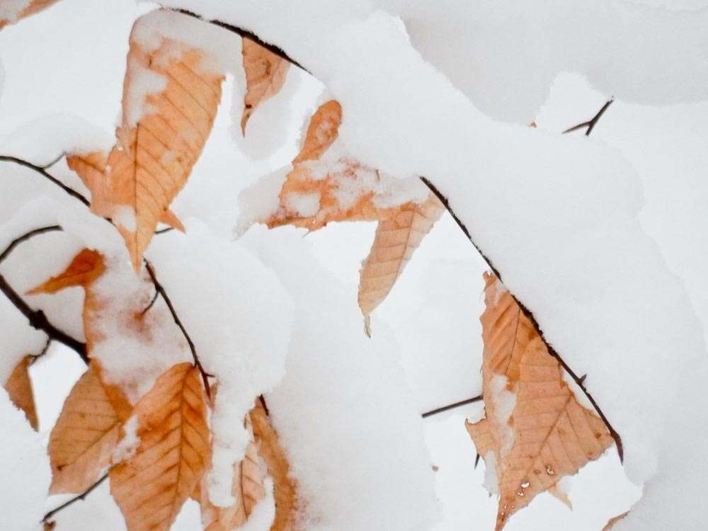 Image de Hêtre à grandes feuilles