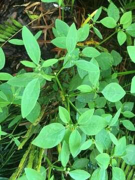 Sivun Euphorbia graminea Jacq. kuva