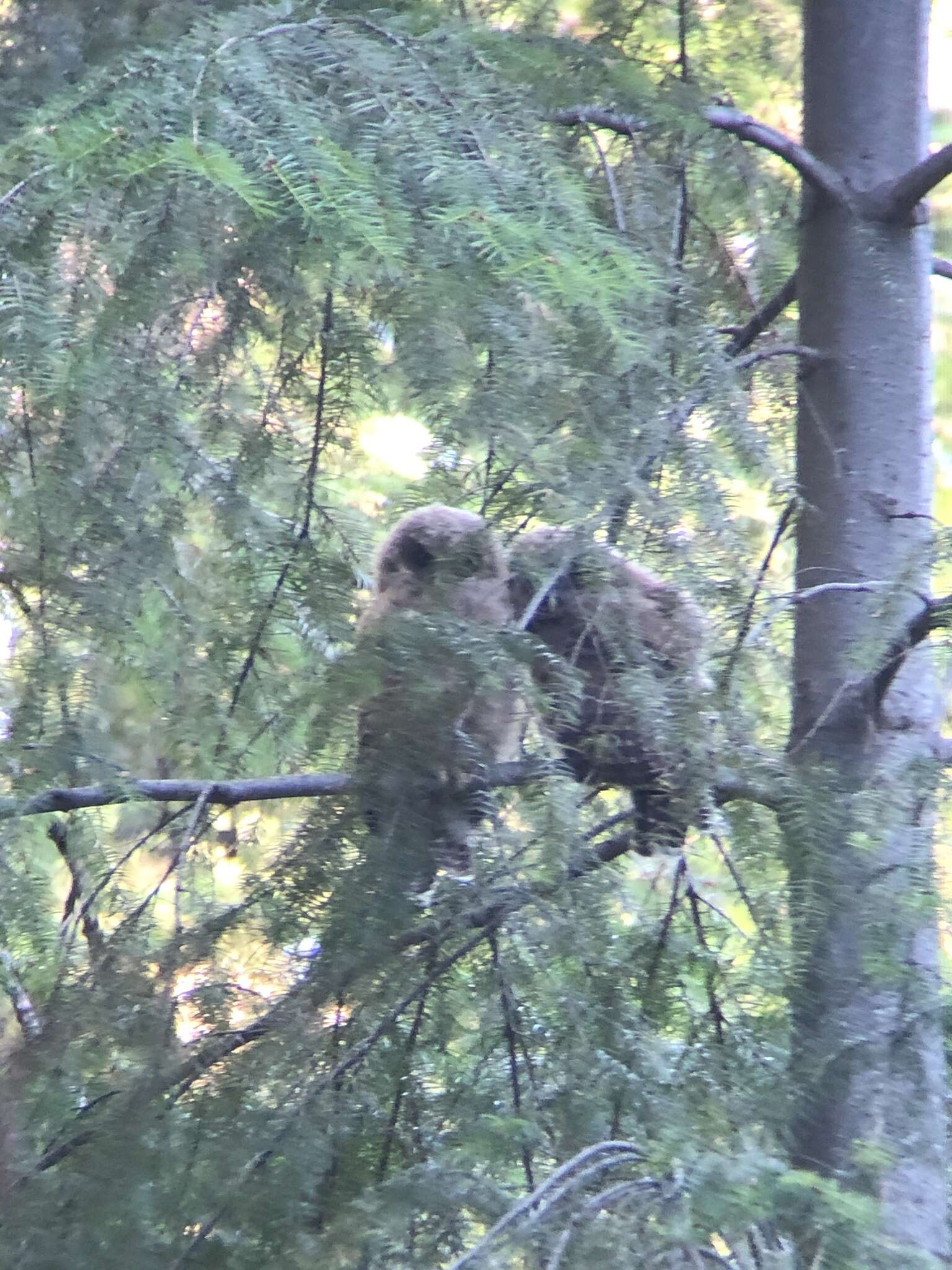 Image of California Spotted Owl