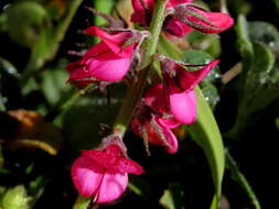 Image de Indigofera incana Thunb.