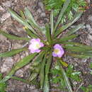 Image of Calandrinia colchaguensis Barn.