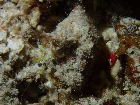 Image of Longeye hermit crab