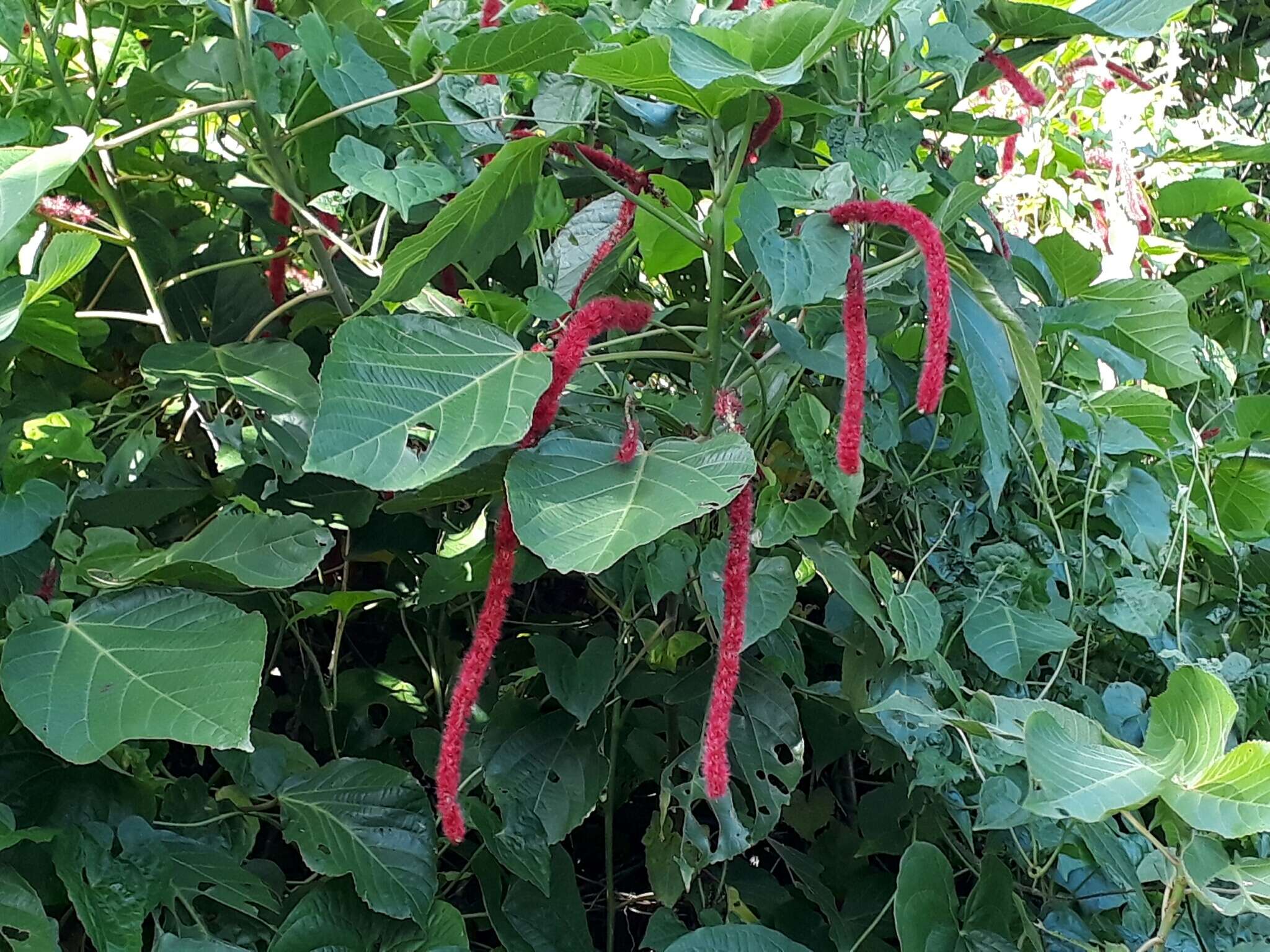 Image of chenille plant