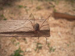 Image of Daddy longleg