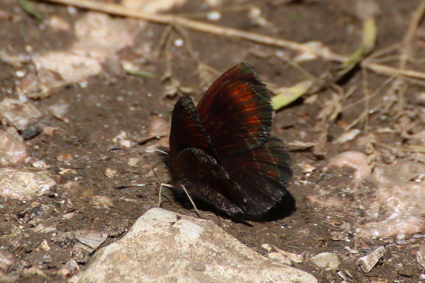 Image of Water Ringlet