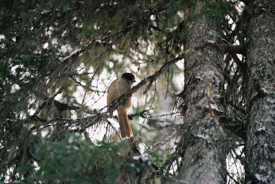 Image of Siberian Jay