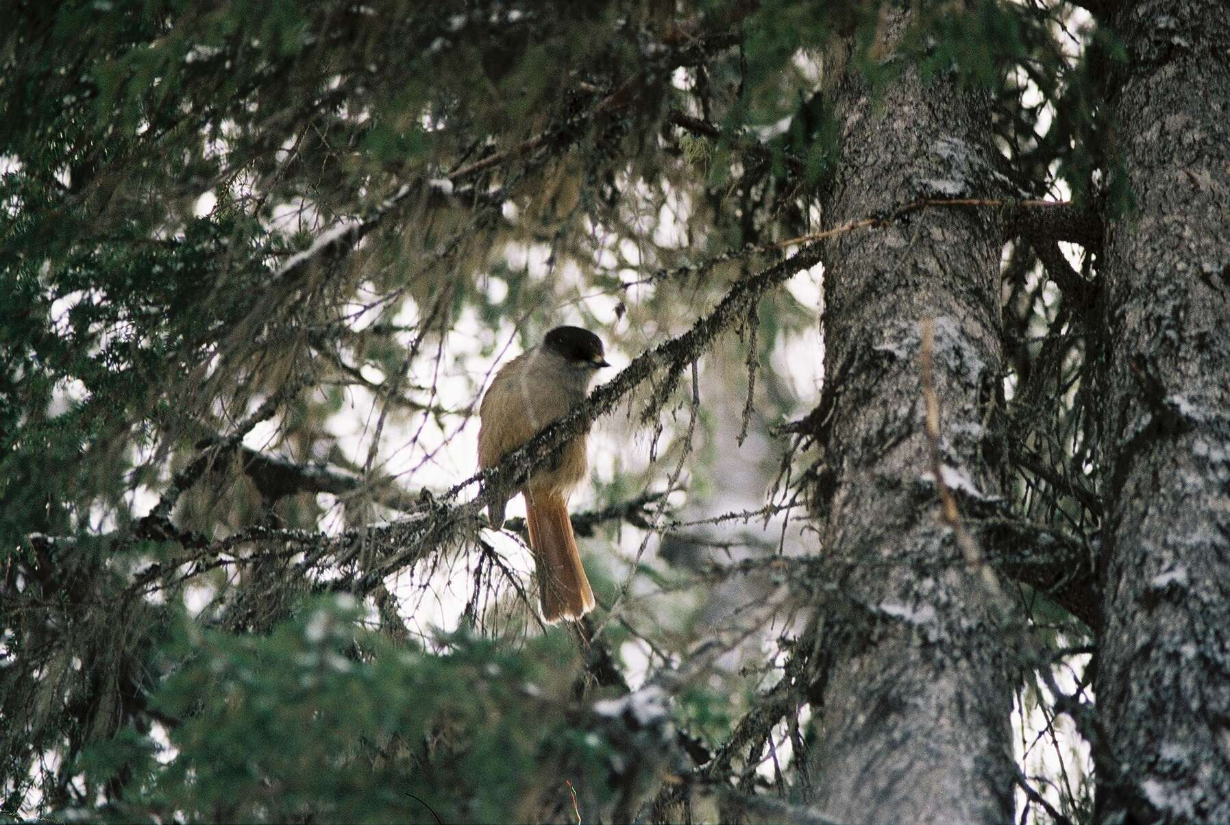 Image of Siberian Jay