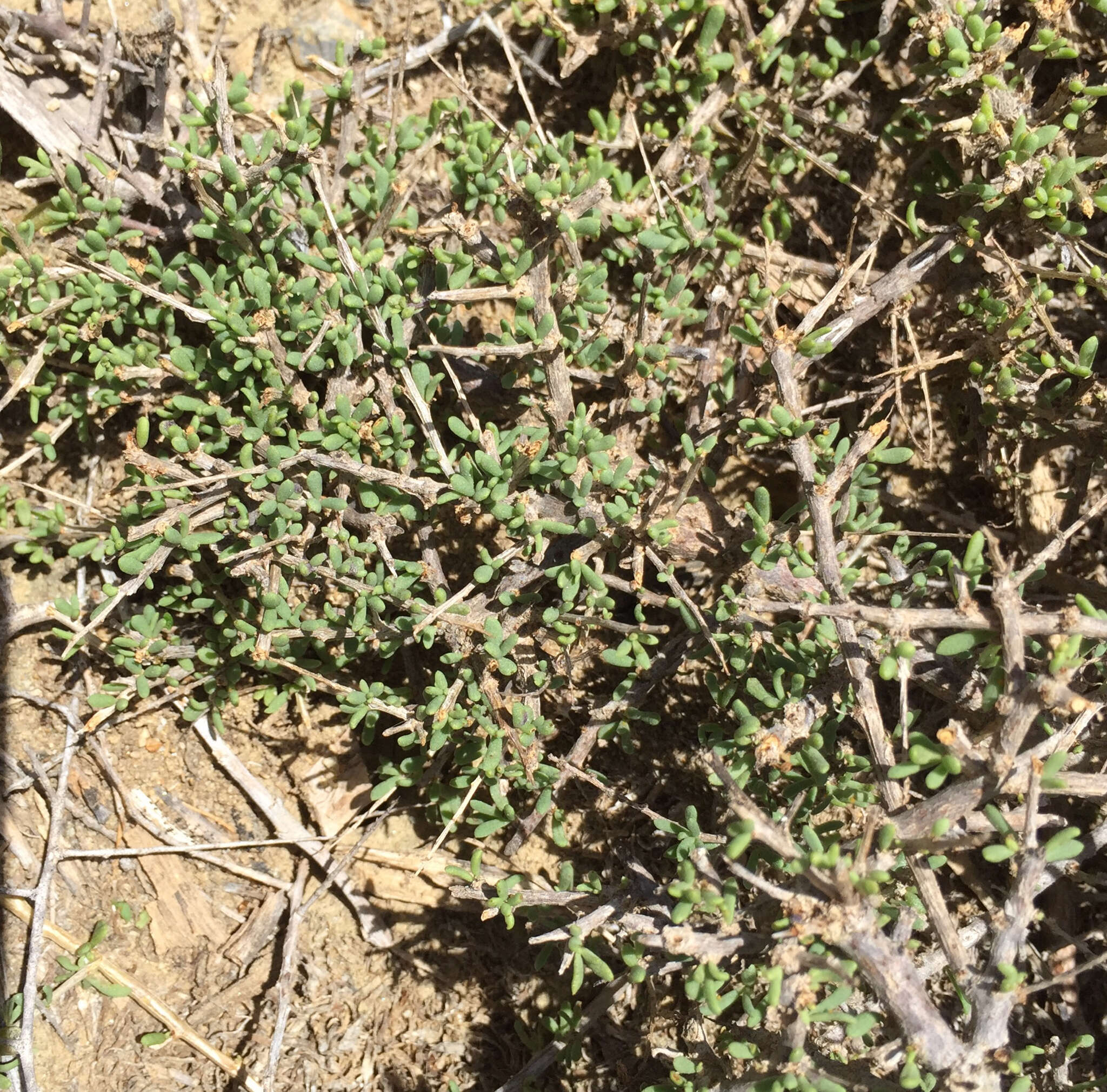 Image of California desert-thorn