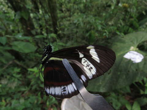 Image of Heliconius cydno cydnides Staudinger (1885)