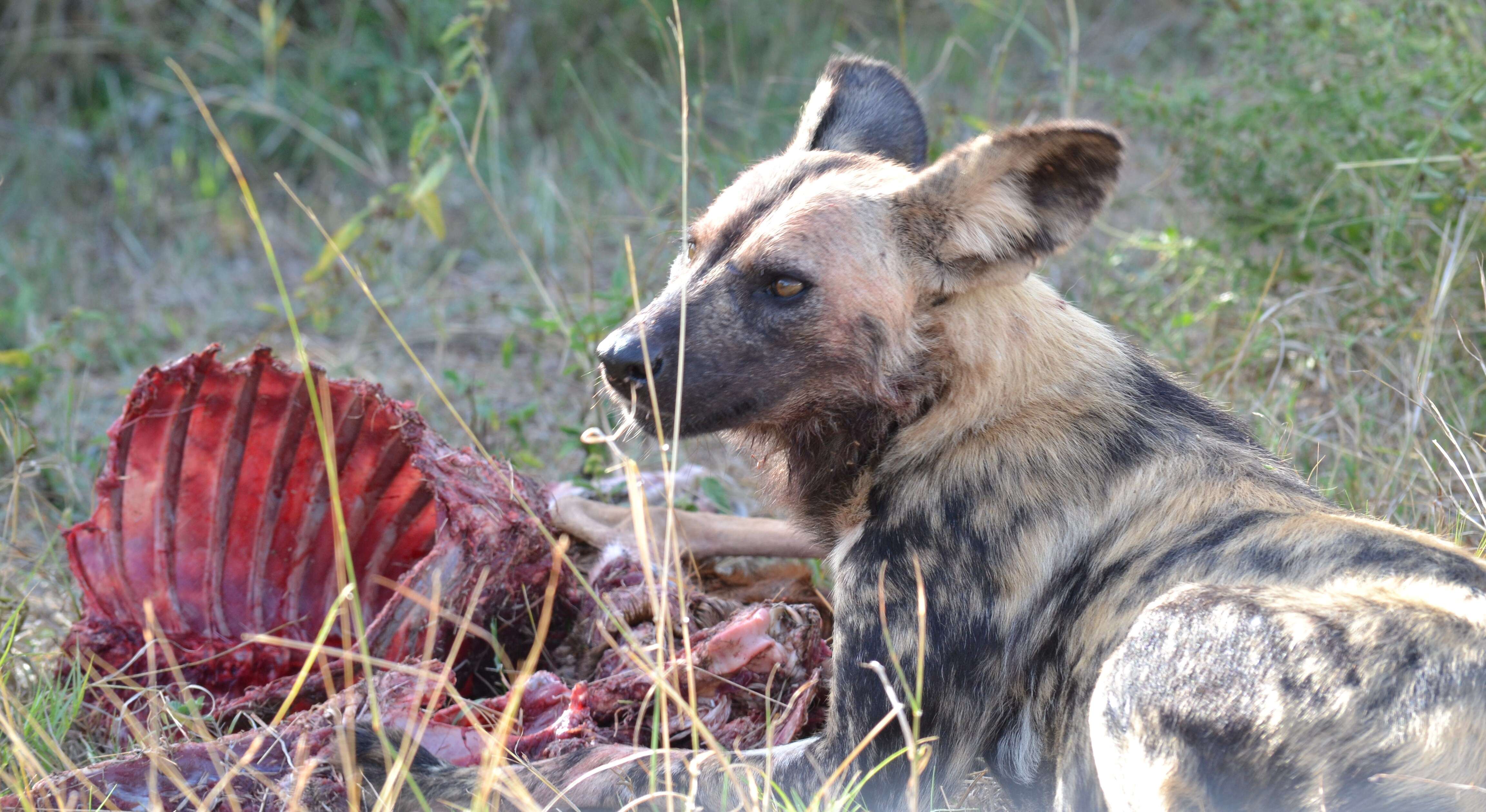 Image of African Hunting Dog