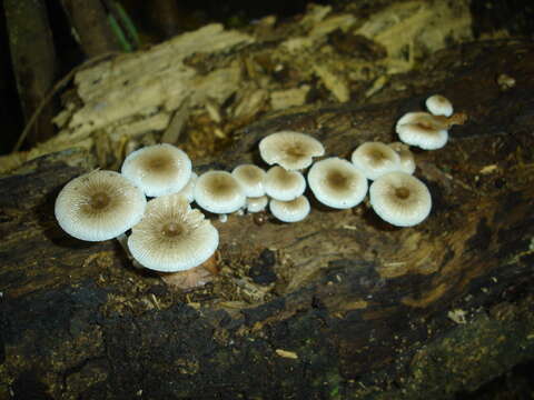 Tricholoma margarita (Murrill) Murrill 1940 resmi