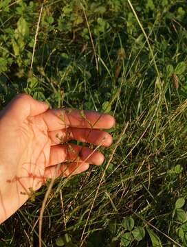 Image of Bupleurum gerardi All.