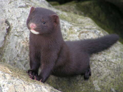 Image of American Mink