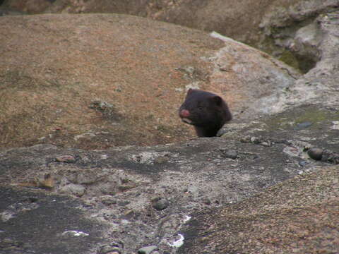 Image of American Mink