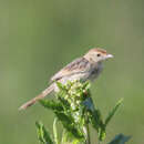 Plancia ëd Cisticola lais (Hartlaub & Finsch 1870)