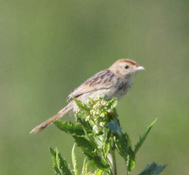 Imagem de Cisticola lais (Hartlaub & Finsch 1870)