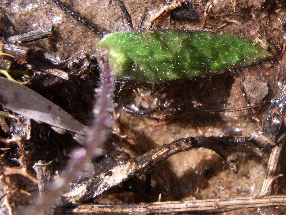 Image of Small waxlip orchid