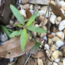 صورة Acalypha gracilens A. Gray