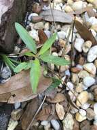 Sivun Acalypha gracilens A. Gray kuva