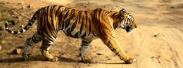 Image of Tiger