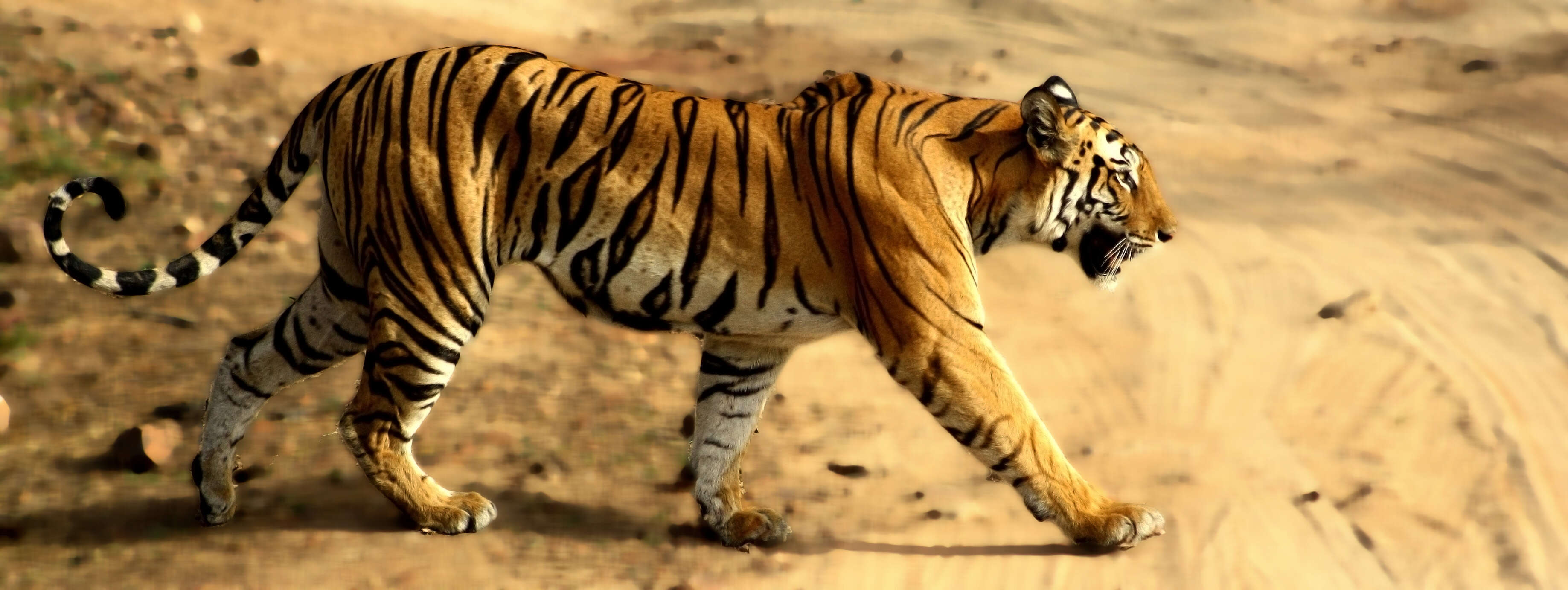 Image of Tiger