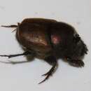 Слика од Onthophagus (Palaeonthophagus) coenobita (Herbst 1783)