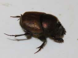 Слика од Onthophagus (Palaeonthophagus) coenobita (Herbst 1783)