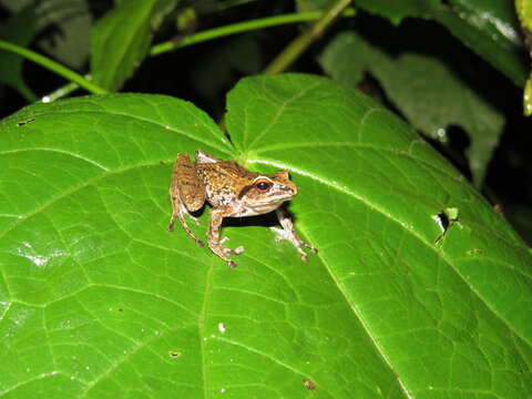 Image de Pristimantis devillei (Boulenger 1880)