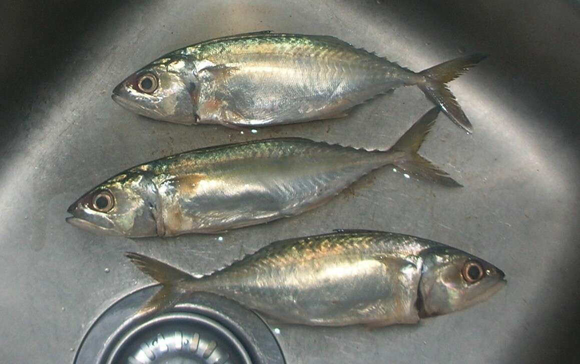 Image of Short Mackerel