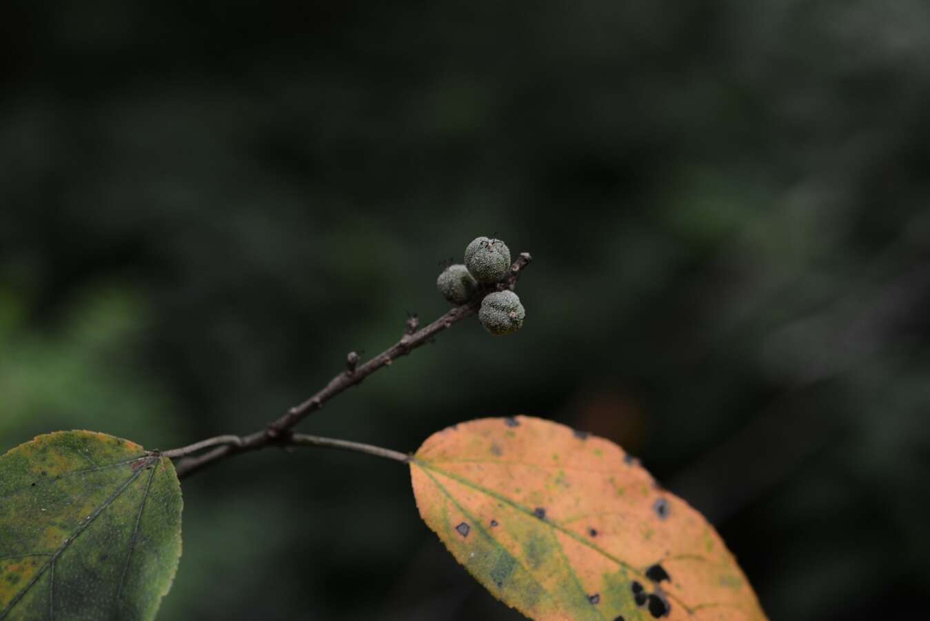 Image of Croton morifolius Willd.