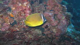 Image of Golden Butterflyfish