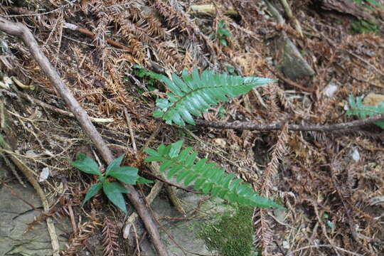 Image of Polystichum prionolepis Hayata