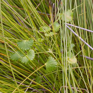 Image of Centella callioda (Cham. & Schltdl.) Drude