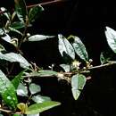 Sivun Asterolasia correifolia (A. Juss.) Benth. kuva