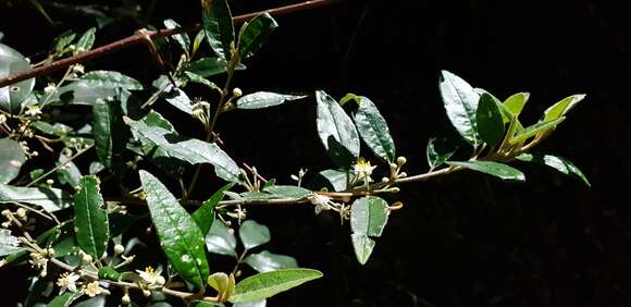 Image of Asterolasia correifolia (A. Juss.) Benth.