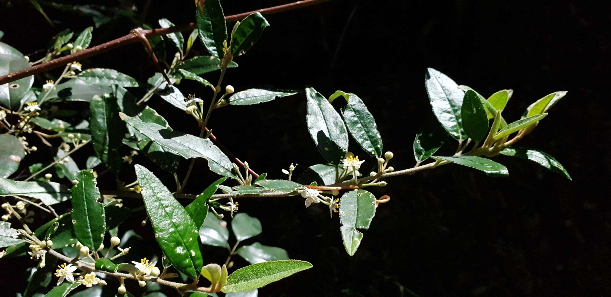 Image of Asterolasia correifolia (A. Juss.) Benth.