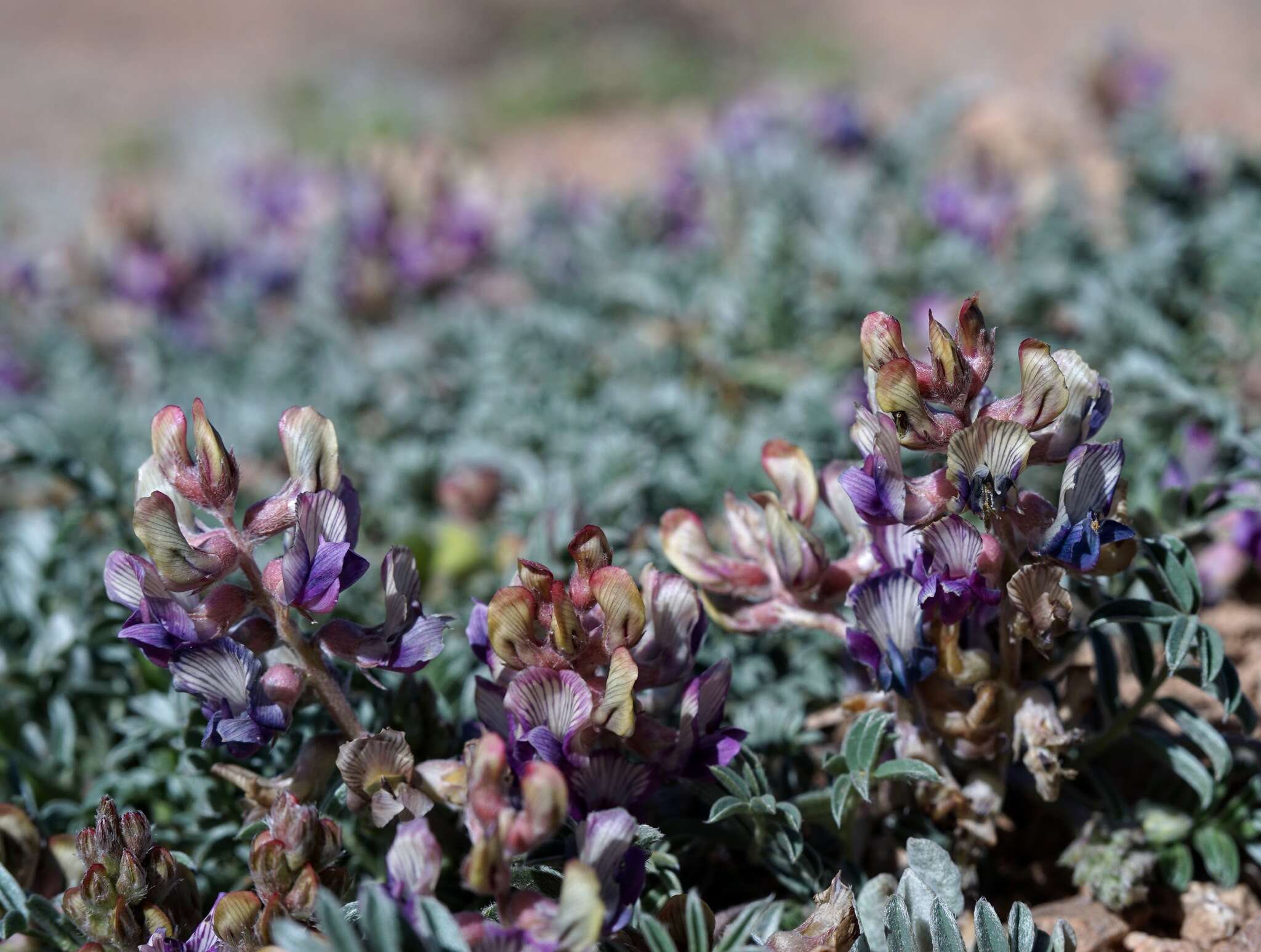 Sivun Astragalus humistratus A. Gray kuva