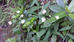 Image of white hawkweed