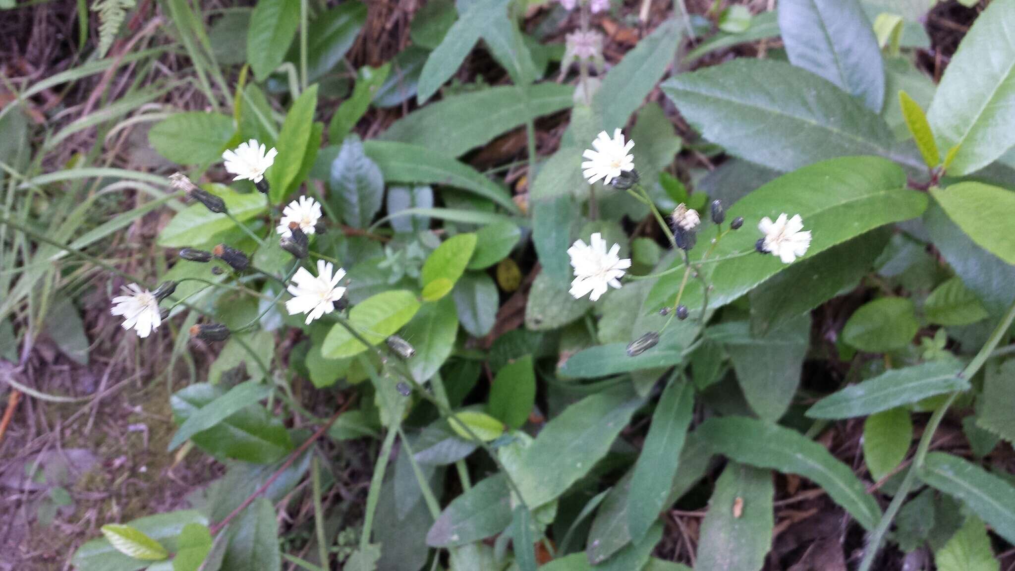 Image de Pilosella albiflora (Hook.) Sch. Bip.