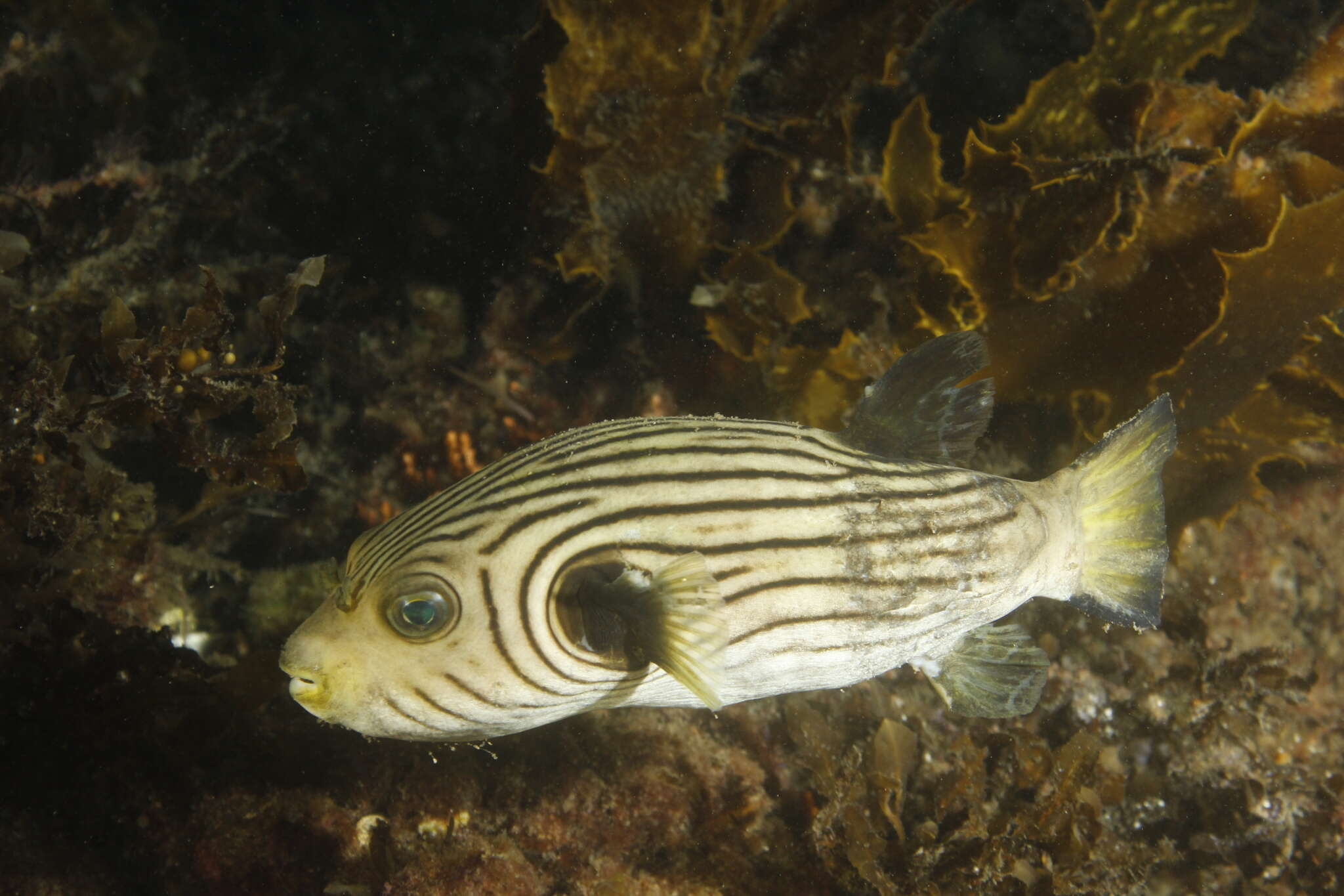 Image of Narrow-lined Puffer