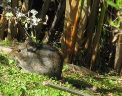 Image of Southern African Vlei Rat